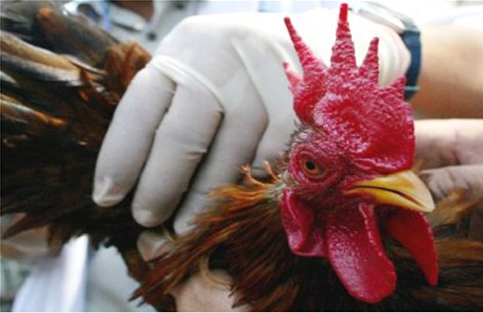 Επανεμφάνιση της γρίπη των πτηνών μετά από 3 χρόνια στην Ιαπωνία 